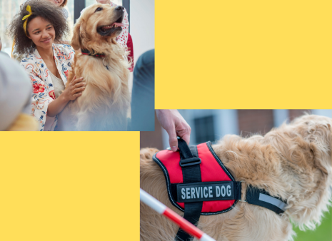 Therapy Dog Vs. Service Dog: What's The Difference? | Mohawk Hudson ...